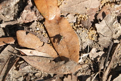 Plagioneurus univittatus