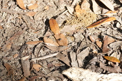 Plagioneurus univittatus