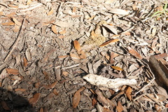 Plagioneurus univittatus