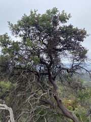 Arctostaphylos