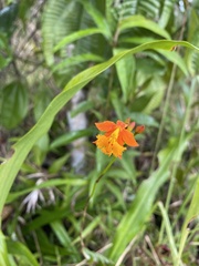 Epidendrum radicans