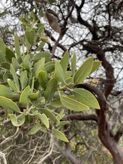 Arctostaphylos