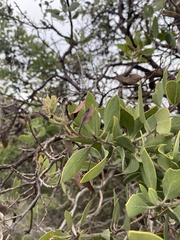 Arctostaphylos