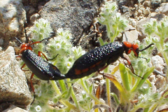 Lytta magister