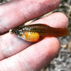 Xiphophorus variatus