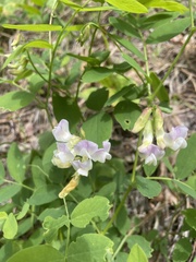 Lathyrus nevadensis