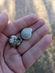 Sphincterochila