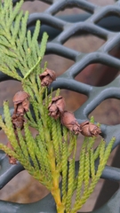 Thuja plicata