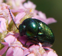 Cryptocephalus sericeus