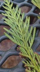 Thuja plicata