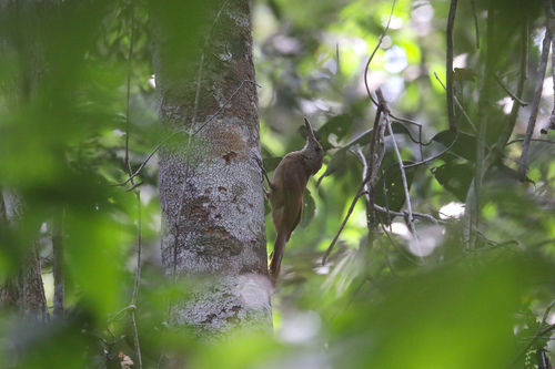 Amazonian Barred Woodcreeper (Dendrocolaptes certhia), photo 10