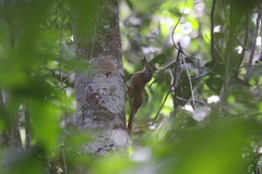 Dendrocolaptes certhia