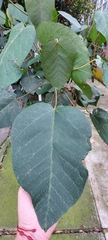 Croton mutisianus