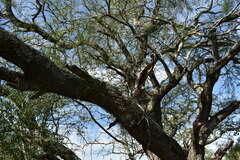 Prosopis nigra