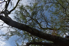 Prosopis nigra
