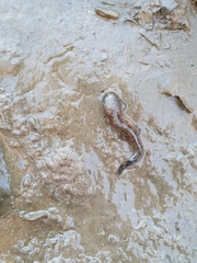 Salamandra salamandra