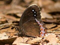 Gyrocheilus patrobas