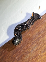 Gonodonta