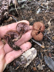 Laccaria amethysteo-occidentalis