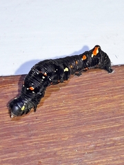Gonodonta
