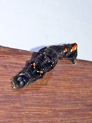 Gonodonta