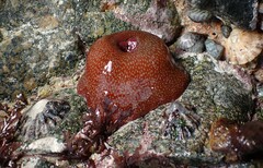 Actinia fragacea