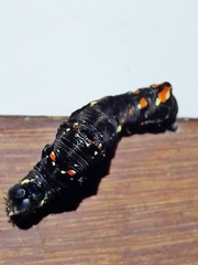 Gonodonta
