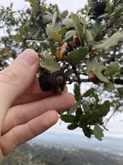 Quercus berberidifolia