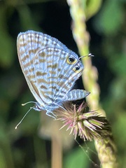 Leptotes