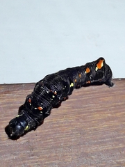 Gonodonta
