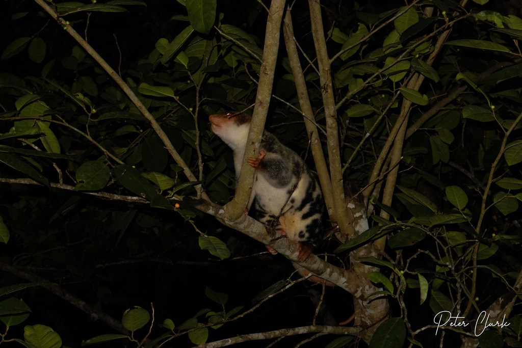 Waigeo Rats Waigeo Cuscus in December 2022 by pclark2 · iNaturalist