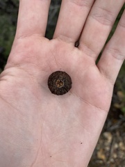 Quercus berberidifolia