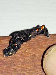 Gonodonta