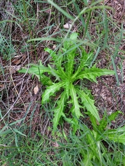 Malacothrix saxatilis