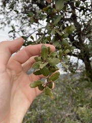 Quercus berberidifolia