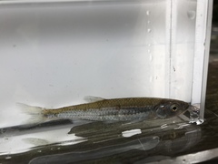 Notropis rubellus