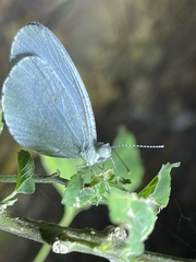 Leptosia alcesta alcesta