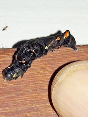 Gonodonta
