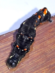 Gonodonta