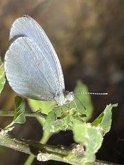 Leptosia alcesta alcesta