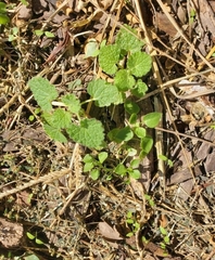 Lamium purpureum