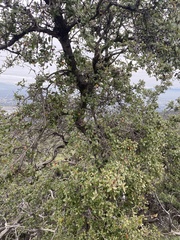 Quercus berberidifolia
