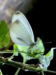 Leptosia alcesta alcesta