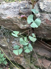 Oxalis obliquifolia