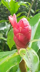 Costus spiralis