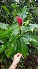 Costus spiralis