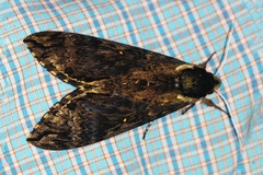 Manduca pellenia