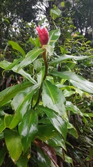 Costus spiralis