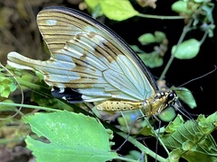 Papilio dardanus dardanus