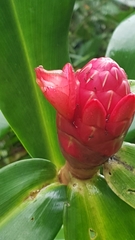 Costus spiralis